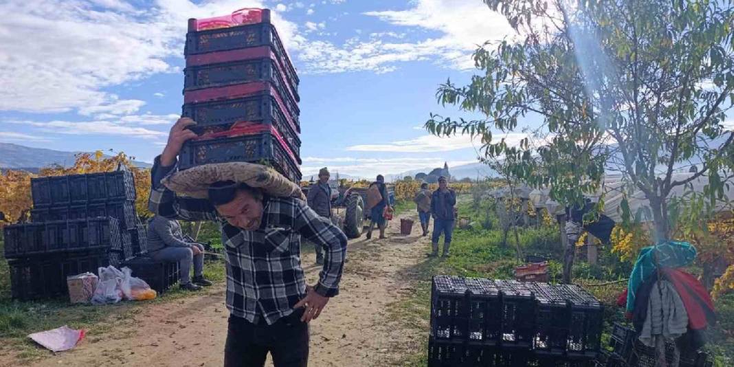 Aralık ayına rağmen hasat sürüyor! Örtü altı üretimde kalite ve verim farkı: Kilosu 35 TL’den cepleri de güldürüyor 1